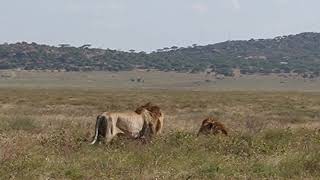 Serengeti injured lion