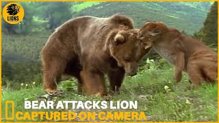 Gray Bear Epic Showdowns with Nature's Challengers | Animals Fighting