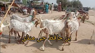 Ban Hafiz G Mandi Dist Mianwali |makhi cheni Rajan puri Goats||Imtiaz tv Talagang