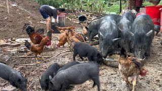 Taking care of pigs, chickens and daily work on a remote farm in the deep forest