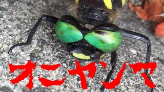 【不運】車に轢かれた？オニヤンマ。トンボ とんぼ 蜻蛉 蜻蜓 鬼蜻蜓 马大头 馬大頭 カマキリ先生、昆虫すごいぜ、香川照之、こんちゅう、昆虫やばいぜ、生きものすごいぜ