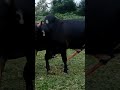 sapi jantan super black k4win secara brut4l#shortsvideo #cow #lembu #sapi