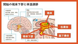 【コクシ解説】体温の恒常性を保つ中枢はどれか【看護師国家試験第101回午前026問】