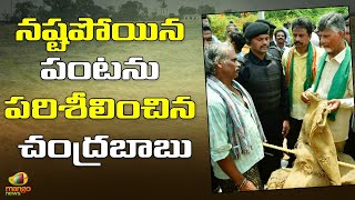 Nara Chandrababu Naidu Interacts With Farmers At Tanuku Constituency | TDP VS YSRCP | Mango News