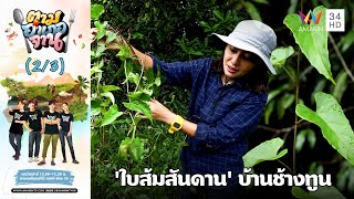 ลุยเก็บ 'ใบส้มสันดาน' บ้านช้างทูน จ.ตราด | ตามอำเภอจาน | 25 ต.ค.66 (2/3)