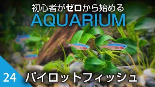 初心者がゼロから始めるアクアリウム【24】パイロットフィッシュを導入して水作り開始！