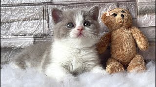 Cute British Shorthair kitten Viennetta 😻 5 weeks old