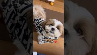 【我が家の癒し犬】チューイ❤️ #シーズー #dog #shihtzu #癒し犬 #アラフィフ夫婦とシーズー犬 #犬のいる暮らし