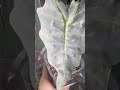 풀실버 꼬북이😆알로카시아❤️다시 도전 plants alocasia 변이