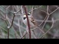 ミヤマホオジロ　yellow throated bunting　野鳥　wildbirds