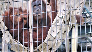 2020/10 一緒にハンモック オランウータン兄妹 父室内   in   旭山動物園