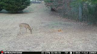 02-09-25 537 03pm Deer Busy in the Back Field Eating. #wildlife #deer #whitetaildeer