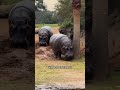 hippopotamus i wild animals i animal facts i pets i animals shorts ytshorts yt wildanimalfacts