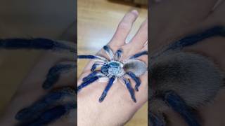 Beautiful spider. #animals #pet #shortvideo #spider #beautiful #shortvideo #shorts