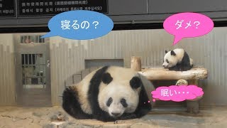 5/4シャンシャン寝ちゃダメ～！飼育員さん困った…トレーニング前に台の上で寝ちゃった…上野動物園【パンダ生活チャンネル】