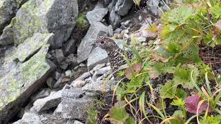 北アルプスで雷鳥に遭遇 Rock ptarmigan in the nothern alps in Japan