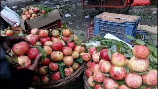 Famous Fruit of Allahabad, India 🇮🇳 इलाहाबादी अमरूद Red Guava