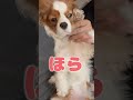 犬の毛玉を猫と協力して切除しました