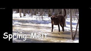 Bush Walking - Spring Melt