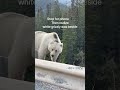 Rare White Grizzly Bear Sighting