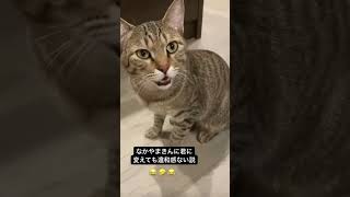 なかやまきんに君か猫かどっちなんだい！#shorts