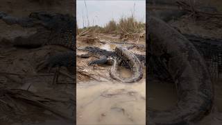 Snake Attack On Crocodil 😱 #shorts #youtubeshorts #snakeattak