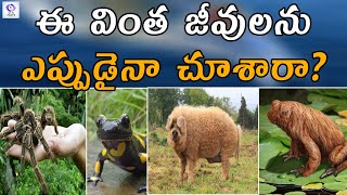 ఈ వింత జీవులను ఎప్పుడైనా చూశారా?  || Interesting Facts About Most Strange Animals || SLN Facts