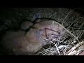 two more baby fantail doves hatched this week.