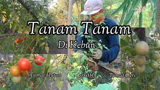 Tanam-Tanam Dikebun || Mencoba Belajar Menanam Tomat Hutan atau Tomat Ceri