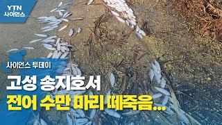 고성 송지호서 전어 수만 마리 떼죽음...\