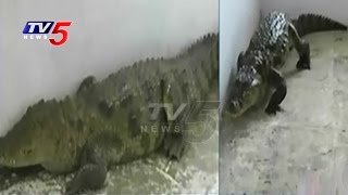 Crocodiles Fear In Medak | Manjira River Reaches Dead Storage Level | TV5 News