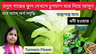 Full Details of Turmeric Flower  . হলুদ গাছের ফুলের অনেক মূল্য ৷ হলুদ ফুলের বাস্তু টোটকা  R Remedy