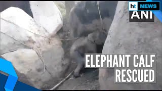 Watch: Forest officials rescue elephant calf trapped between rocks in Assam