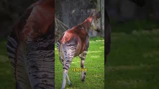 The Rare and Mysterious Okapi