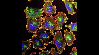 Cell Architecture: Self-Organization and Scale
