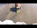 titus bulldog a day at the beach