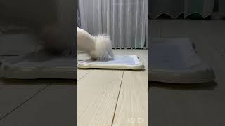 顔は見切れてしまったけど上手におしっこ出来た犬のしっぽちゃん