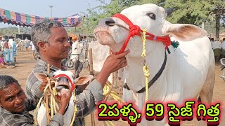 ఇంకా వ్యవసాయం లోనే వున్న, 2పళ్ళ, 59 సైజ్ ఒంగోలు జాతి గిత్త.....