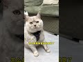 大家快看看这个视角怎么样！🤩 cat 猫 catandbaby shorts