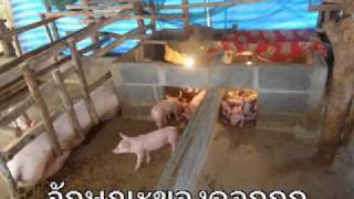 ลมเพลมพัด,เยี่ยมชมฟาร์มหมู