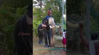 മാവേലിക്കര കുട്ടികൃഷ്ണൻ|| Mavelikara Kuttikrishnan elephant||Kerala elephant ||@JoshsKitchenvlogs