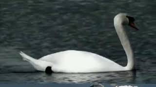 Learn How To Raise Swans