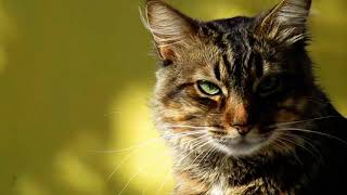 Cat Feline Mascot animal HD YFC FREE VIDEO /NoCopyRight clip