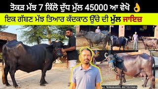 ਤੋਕੜ ਮੱਝ 7 ਕਿੱਲੋ ਦੁੱਧ ਮੁੱਲ 45000 ਆ ਵੇਖੋ 👌। ਮੱਝਾਂ ਦੋਵੇਂ ਚੰਗੀਆਂ। ਮੁੱਲ ਵੀ ਜਾਇਜ਼। ਪਿੰਡ ਜਗਤਪੁਰ। ਪੱਟੀ