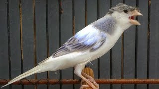 Playtube Pk Ultimate Video Sharing Website