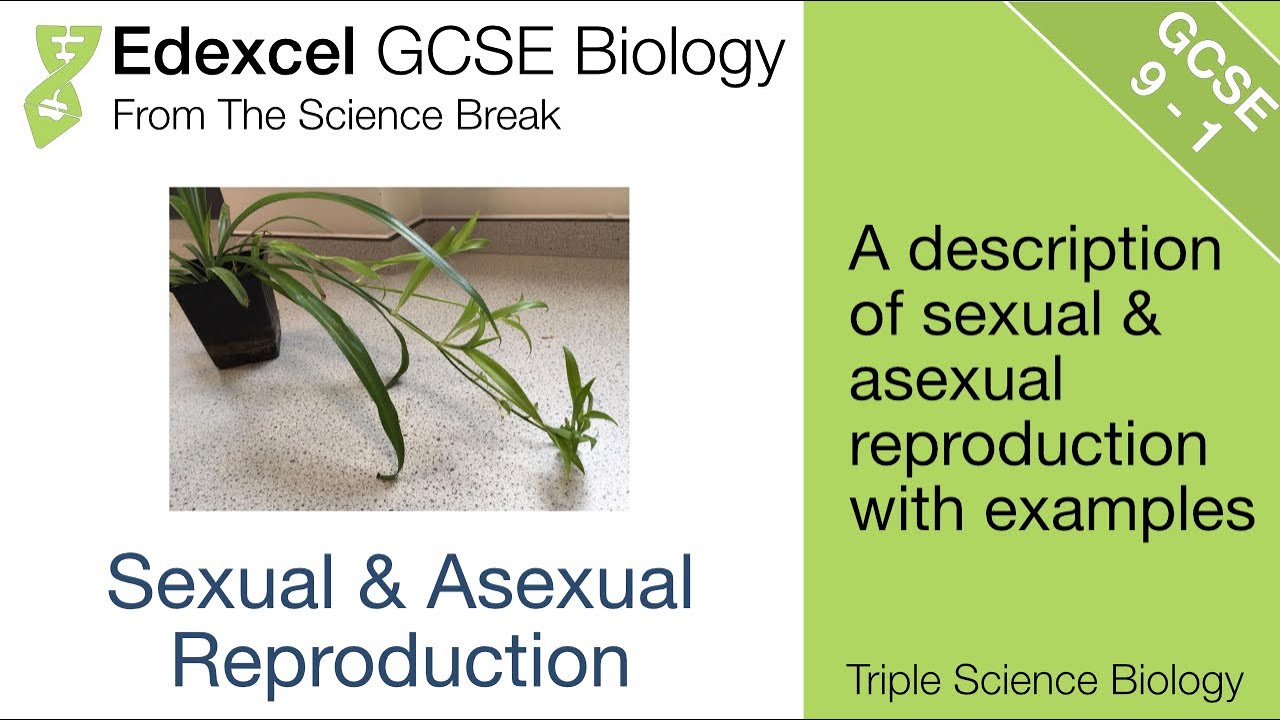 Edexcel GCSE Biology For Triple Science - Sexual And Asexual ...