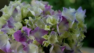 小さな窓の花ごよみ 79 水無月の花　♪私を泣かせて下さい♪〈ヘンデル）