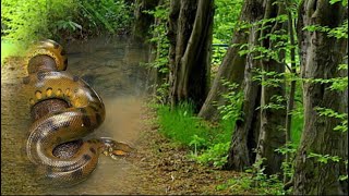 Amazon Forest Of World And Anaconda Snake