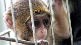 Cute! De Brazza's Guenon baby (two months old).かわいいブラッザグエノンの赤ちゃん（生後二ヶ月）