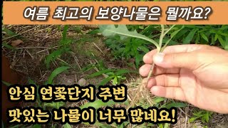 여름 최고 보양음식 나물은? 뜯어서 먹으니 너무 맛있네요. 이것이 진정한 외식입니다